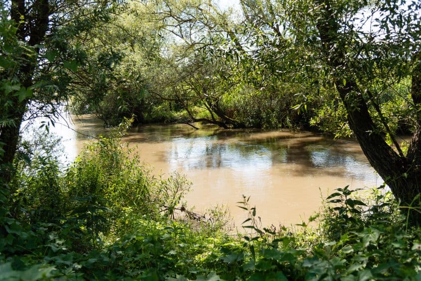 Iulișca proliferează pe cursul apelor neamenajate. Și se răspândește cu repeziciune. Foto: Raul Ștef