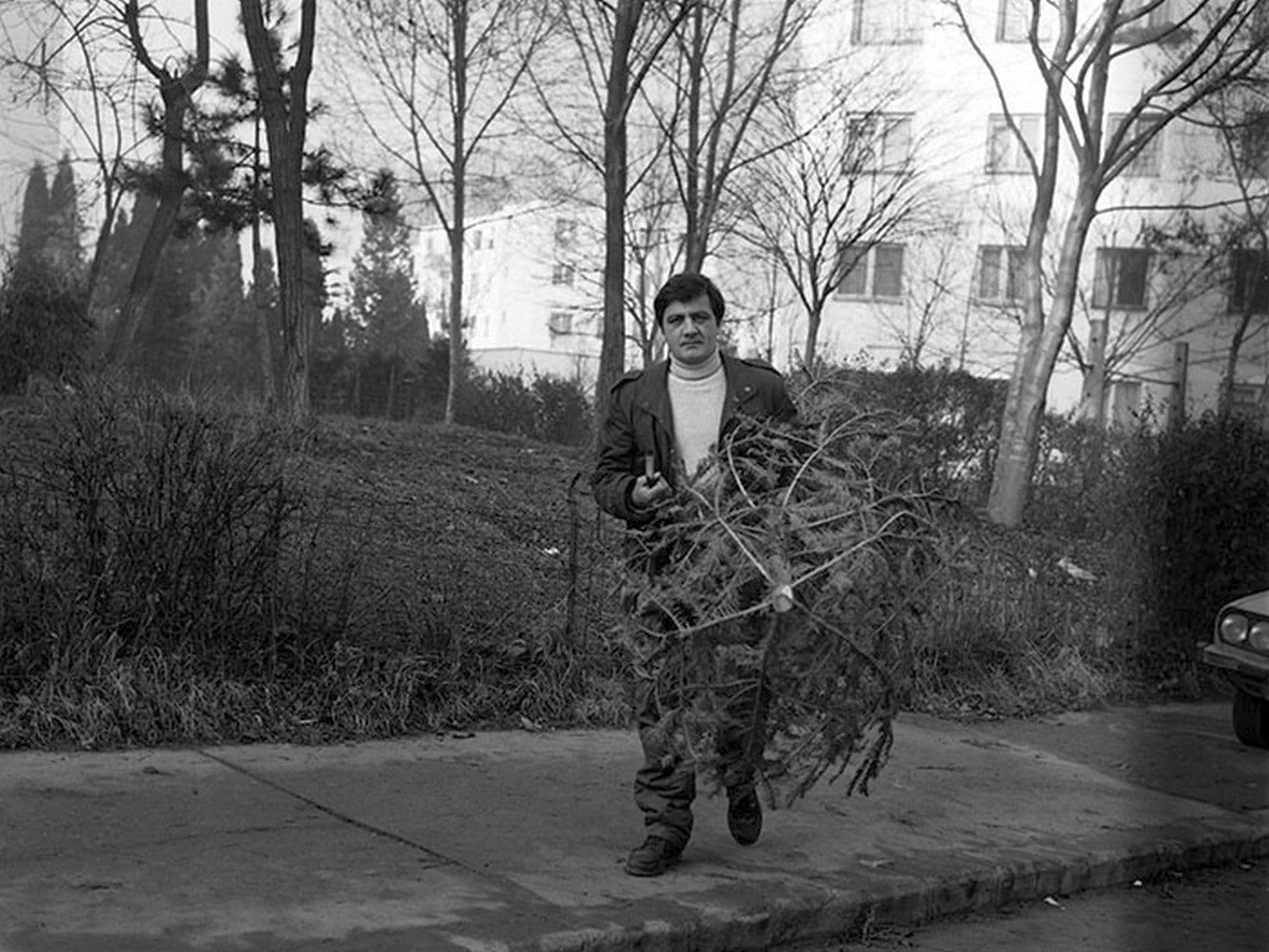 Nu de puține ori de brad se făcea rost clandestin