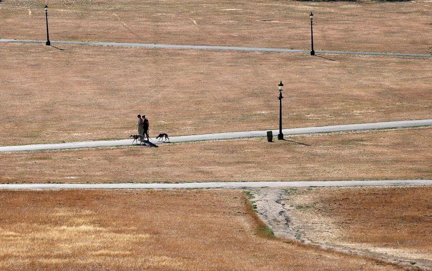 Seceta a ars celebrul gazon britanic din parcul Primrose Hill din Londra. Foto: 12 August 2026 EPA/ANDY RAIN