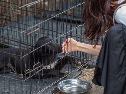 Cum ar trebui gestionată problema câinilor fără adăpost și de ce sistemul actual a eșuat: primarilor li se pare mai eficient și mai rapid să vină cineva, să prindă câinii și să-i omoare