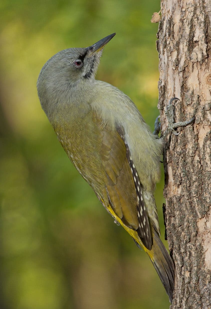 Ghionoaie sură. Foto: Dreamstine/Ornitolog