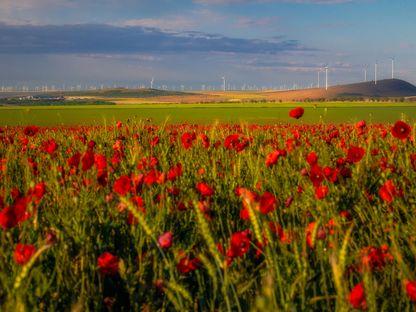 Energia verde: miturile și adevărurile unui viitor sustenabil