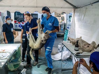 Chemarea sălbăticiei. Scenariu de război printre câinii comunitari din Pata Rât