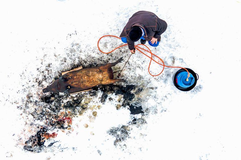 Sacrificarea unor animale considerate a fi la fel de inteligente precum câinii ne lasă reci, pentru că ține de cultura noastră națională. Inquam Photos / Casian Mitu