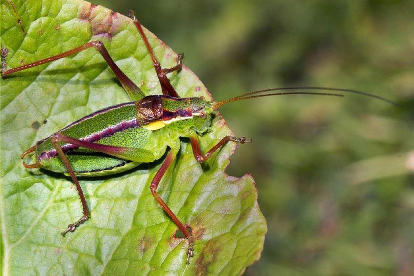 Isophya dochia. Foto: Ionuț Ștefan Iorgu