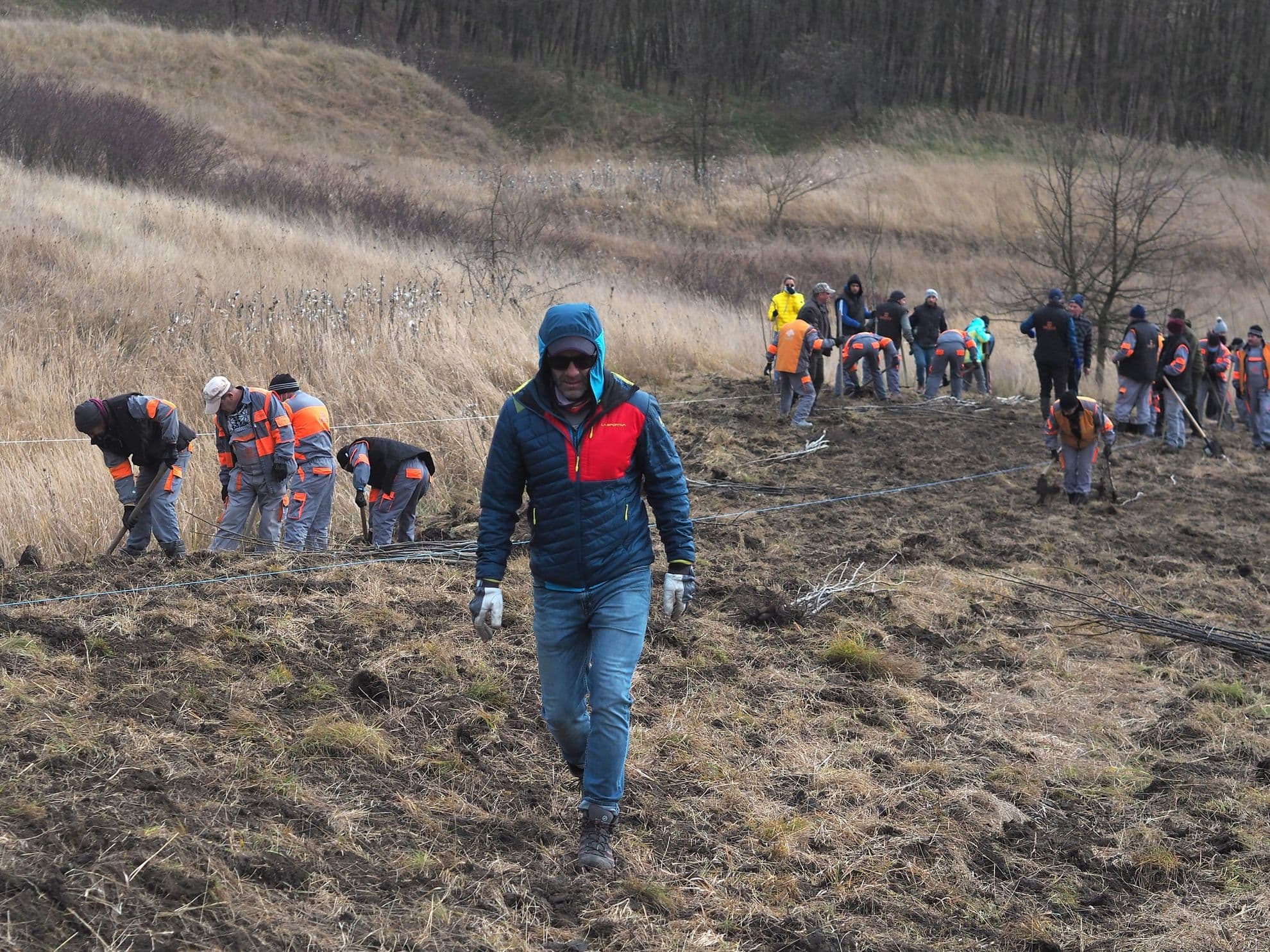 Copșa Mică, plantare de nuci