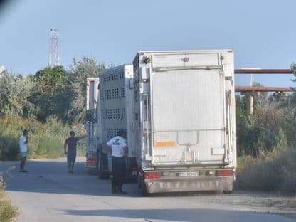 România, mânjită de sângele animalelor transportate ilegal în Orientul Mijlociu, pe caniculă. Raportul ANSVSA: „Animalele erau tunse” (Exclusiv)
