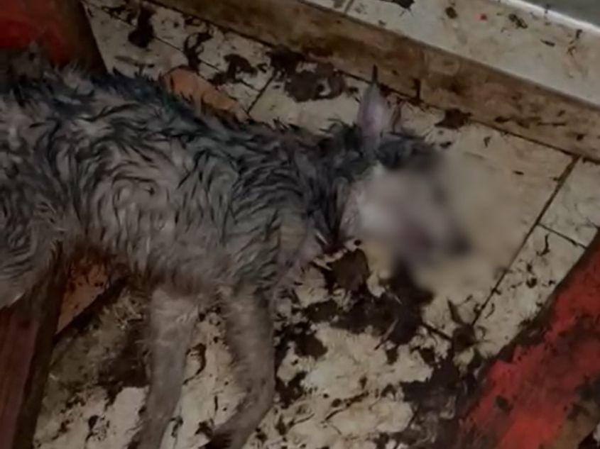 Președintele DMPA a fost sancționat disciplinar în 2014 pentru rata mortalității animalelor, numărul mare de eutanasieri și substanțele periculoase folosite în munca cu animalele. Foto: Lucian Rad