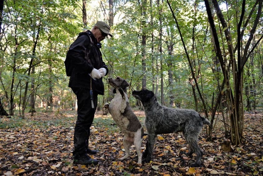 Pentru o trufă scumpă, câinele primește o bobiță de hrană uscată. Și o mângâiere cât toate oasele lumii. Foto: Lucian Muntean