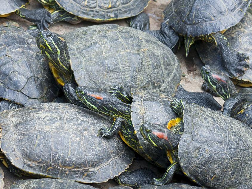 Țestoase de Florida cu tâmple roșii. Foto: Dreamstime/Belizar