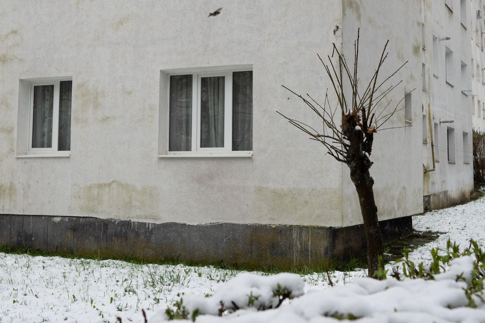 Toaletare în Mănăștur. Foto: Raul Ștef