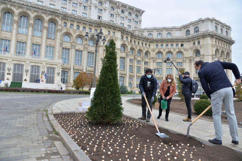Bulbi de lalele soiul Uranus, plantate în grădina Senatului, unul dintre proiectele din care s-a încercat să se învețe practici moderne de amenajare peisagistică. Foto: Lucian Muntean