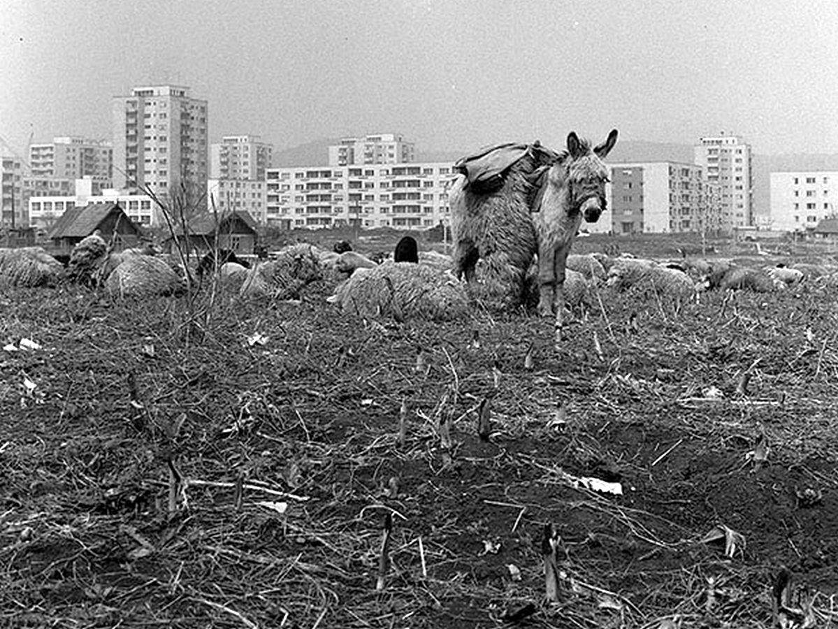 Un măgăruș pe vechile terenuri ale sătenilor din vechiul cartier Mănăștur, imediat după sistematizare și demolarea caselor. Foto: <a target="_blank" href="https://www.photoarchive.minerva.org.ro/" target="_blank" rel="noreferrer noopener">Arhiva Minerva</a>