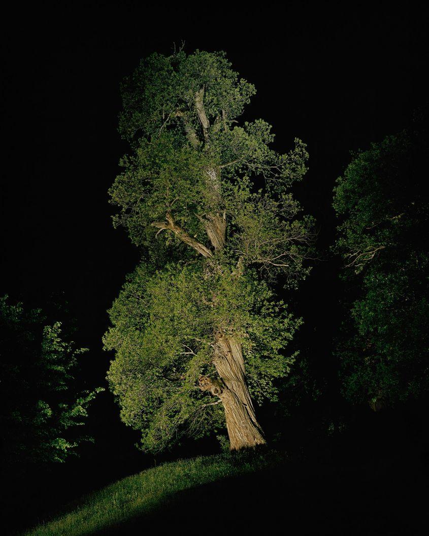 Castanul de 600 de ani din curtea Mănăstirii Bistrița (județul Vâlcea).