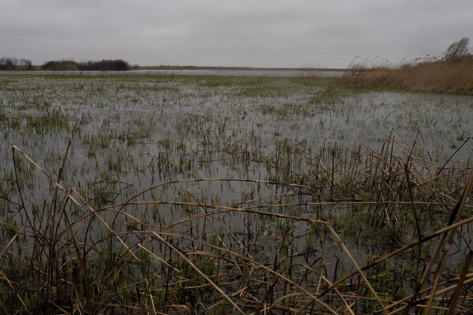 Stuf proaspăt crește în locul stufului ars, în apropiere de Sfântu Gheorghe. Zona în care, în decembrie 2022, au fost incendii de vegetație. Conform locuitorilor din Sfântu Gheorghe, la primăvară aici ar trebui să fie plin de stuf nou, verde. Foto: Andreea Câmpeanu