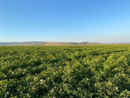 Povestea Lay’s pe care nu o știai: un parcurs construit cu încredere, investiții și tehnologie de top (P)