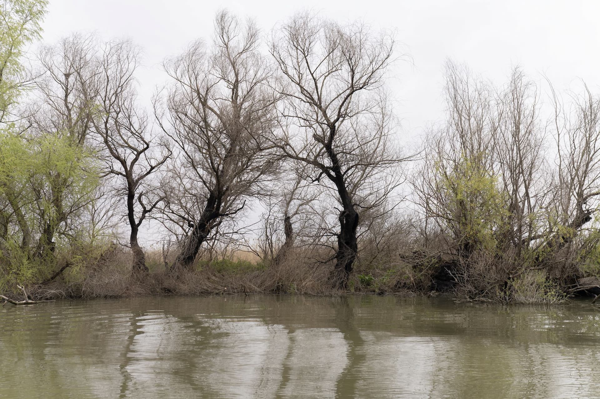 Copaci arși în apropiere de Gorgova. Foto: Andreea Câmpeanu