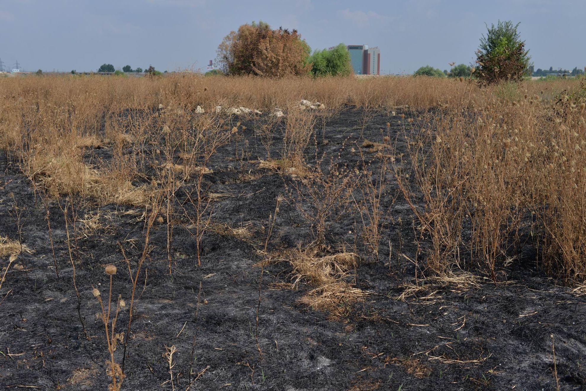 Parcul Natural Văcărești. Foto: Lucian Muntean