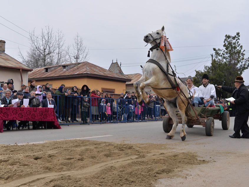 O demonstrație de dresaj în fața juriului. Fotografii: Lucian Muntean
