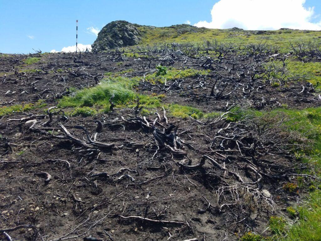 Fotografia este din din mai 2023 și prezintă zonele de gol alpin afectate de incendiul din 2019. Ienupărul ars nu și-a revenit nici la trei ani jumătate după incendiu. Foto: Alexandru Teleagă