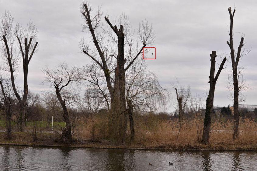 Insulița cu plopi, în 6 martie 2017. În copacul din centru se află doi papagali. Al treilea tocmai a zburat. Foto: Lucian Muntean