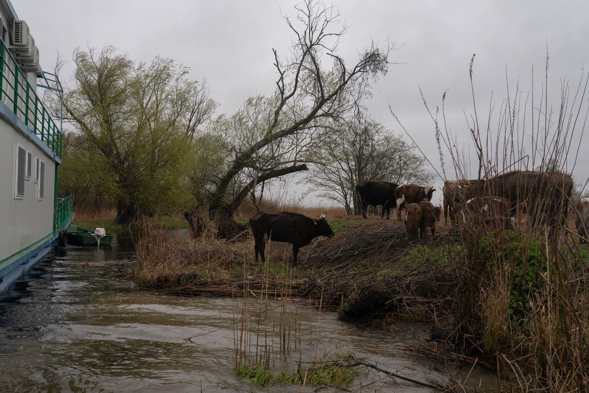 A cow near Sfântu Gheorghe, 5 April 2023. Photo: Andreea Câmpeanu