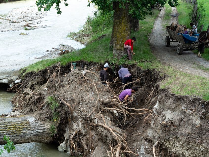 În satul Budila, câţiva oameni sapă după fier vechi la rădăcina unui plop uriaş prăbuşit peste apa Zizinului. Fotografii: Viorel Ilişoi