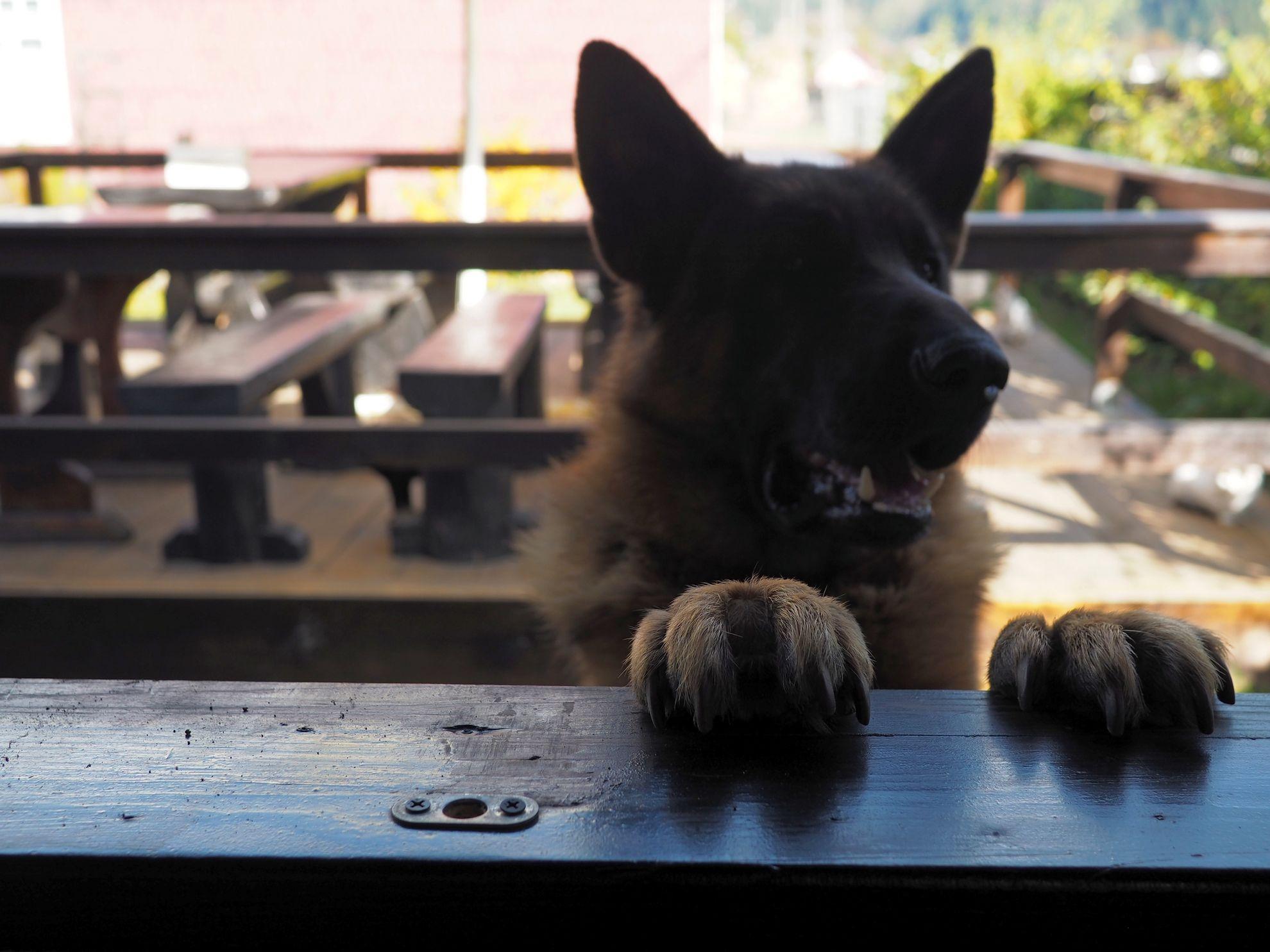 Mare noroc am avut cu acest simpatic lupișor care mi-a mai cerșit din tochitura dinaintea plecării.