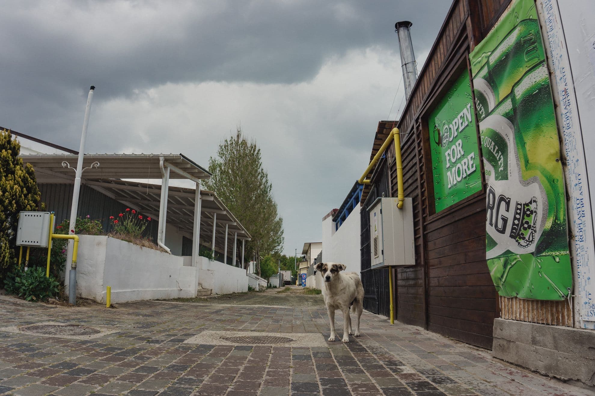 Câine fără stăpân în Costinești, doar unul dintre sutele care își duc traiul în stațiunile românești, printre restaurante și hoteluri.
