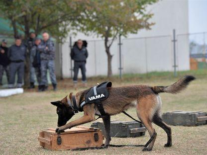 "Câinele de lucru e un câine fericit"