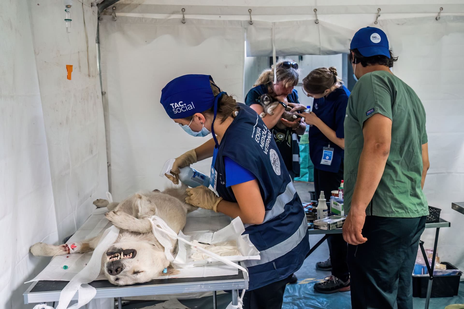 Sală de operație în cadrul acțiunii Linda Pata Rât, sterilizare de masă a câinilor comunitari. Foto: Loránd Vakarcs