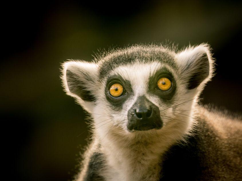 ZOO București / Foto: Inquam Photos - Bogdan Buda