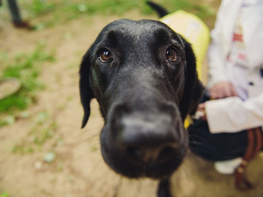 Bryony, câine-ghid și perechea de ochi a Ancăi Ilie, nevăzătoare. Foto: Ioana Epure