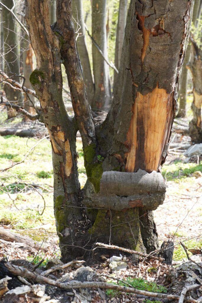 Scoarța arborelui este afectată de incendii. Foto Alexandru Teleagă