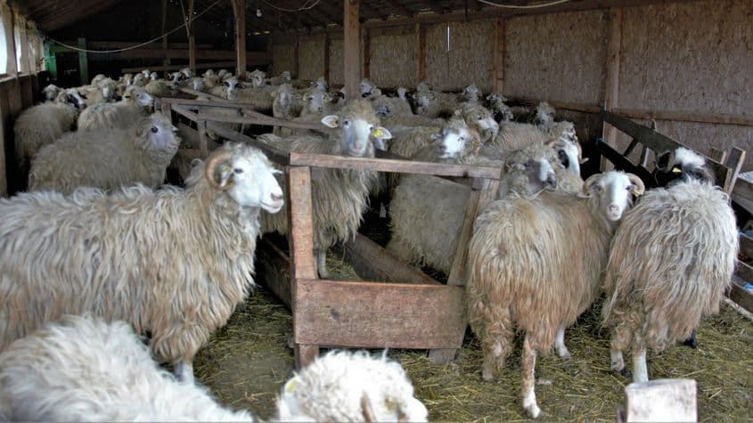 Ultimele oi așteaptă camionul abatorului