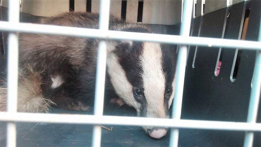 Bursucul Viezure. Foto: Visul Luanei