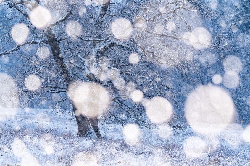 © Gheorghe Popa