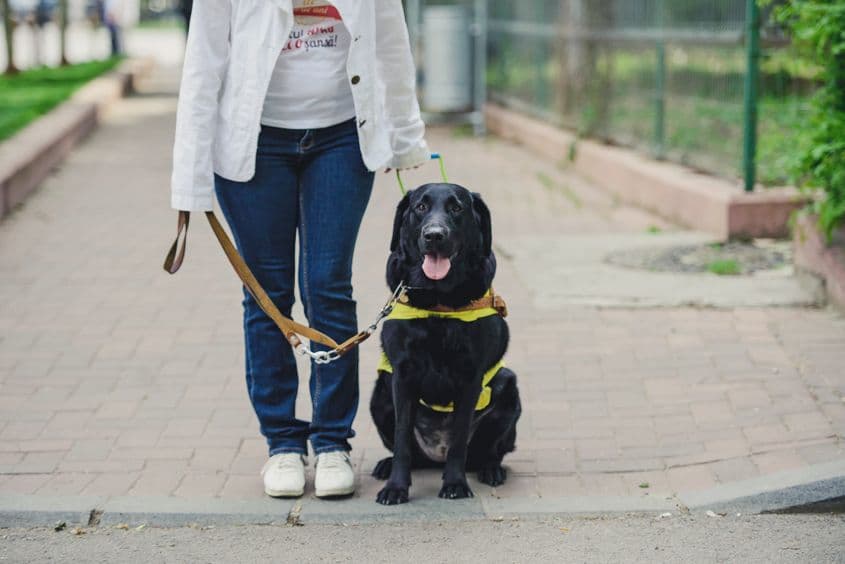 Bryony, câine-ghid pregătit de asociația Light into Europe. Foto: Ioana Epure