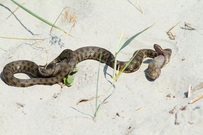 Un șarpe de apă înghite un guvid. Foto: Dreamstime/Taviphoto