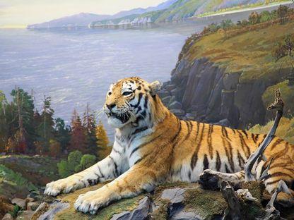 Habarovsk. Patria tigrilor siberieni umpluți cu rumeguș