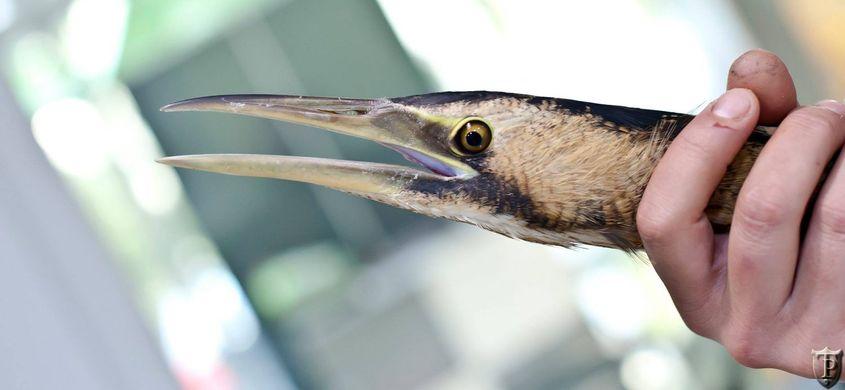 Profil de buhai. Foto: Paul Țibu