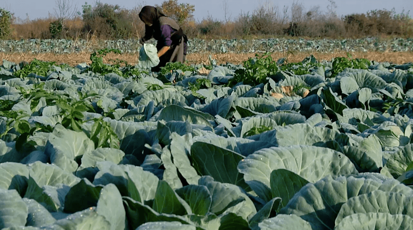 Captură din documentarul „Varză, cartofi și alți demoni”.