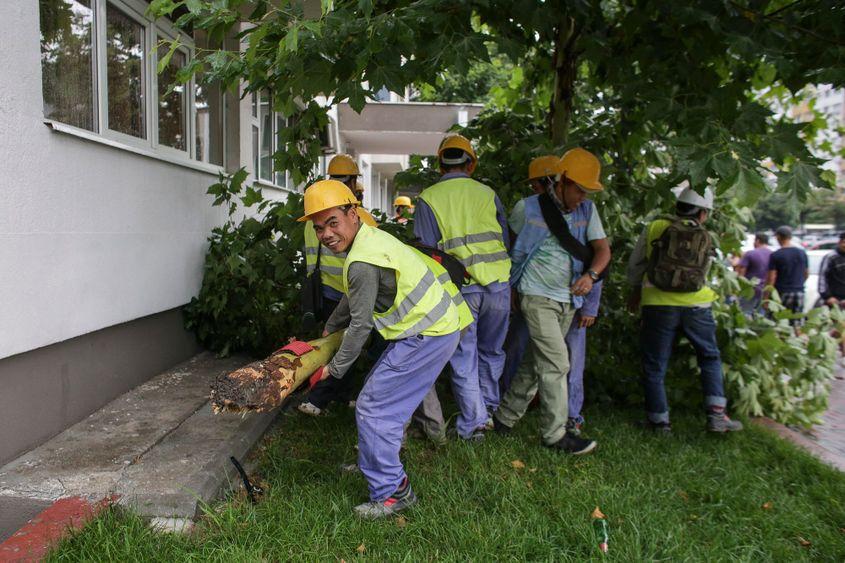Când ajută la înlăturarea daunelor de pe urma furtunilor, muncitorii vietnamezi sunt bineveniți. Foto: Octav Ganea / Inquam Photos