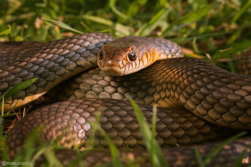 Splendoare în iarbă – șarpele rău. Foto: Marius Iancu