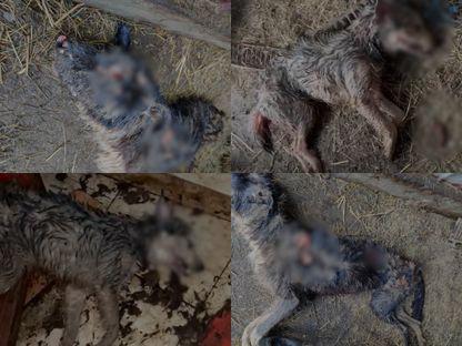 „Direcția Morții” de la Codlea: Mii de câini eutanasiați pe bani publici sub comanda unui veterinar sancționat pentru cruzime