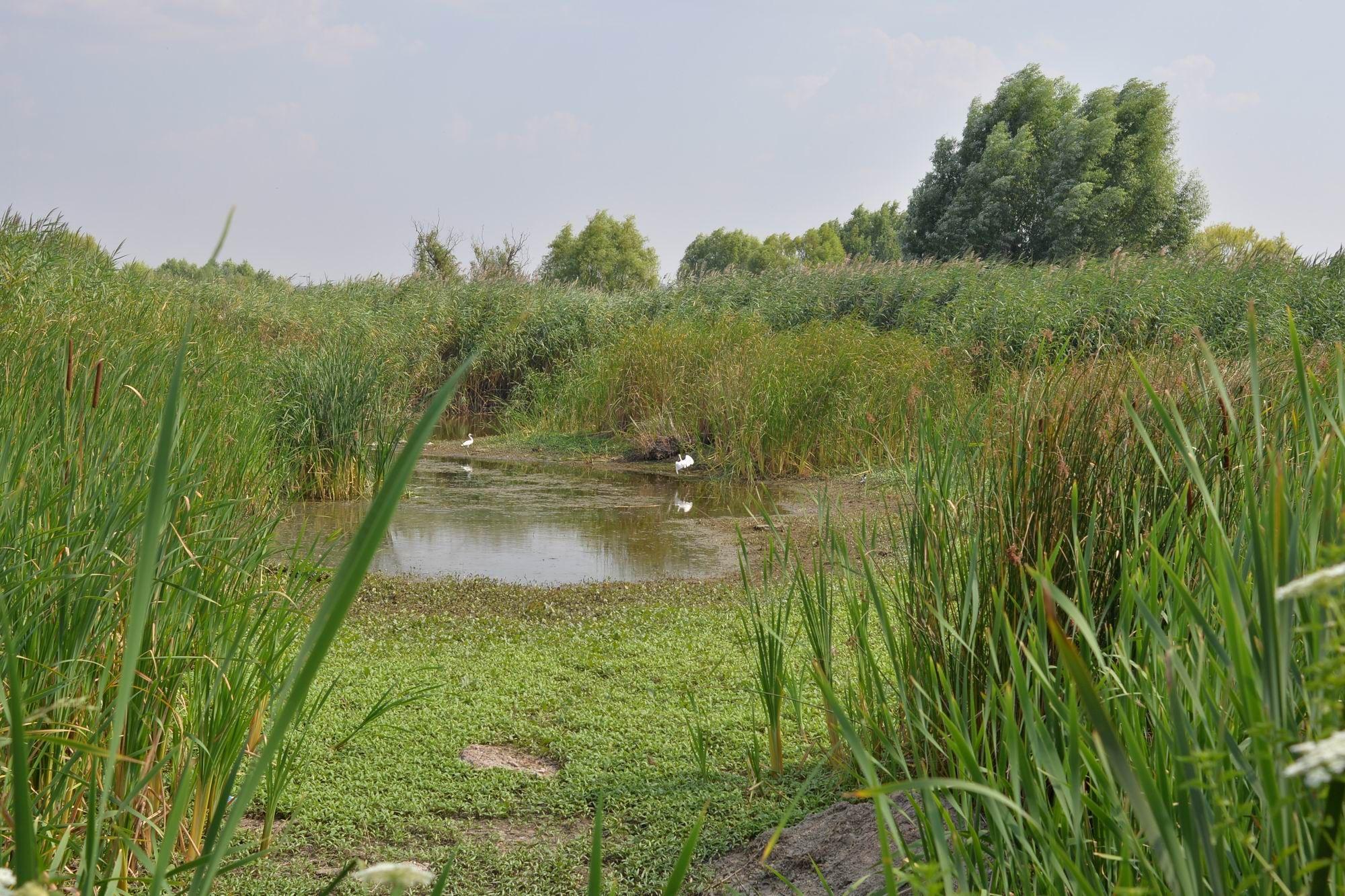 Parcul Natural Văcărești. Foto: Lucian Muntean