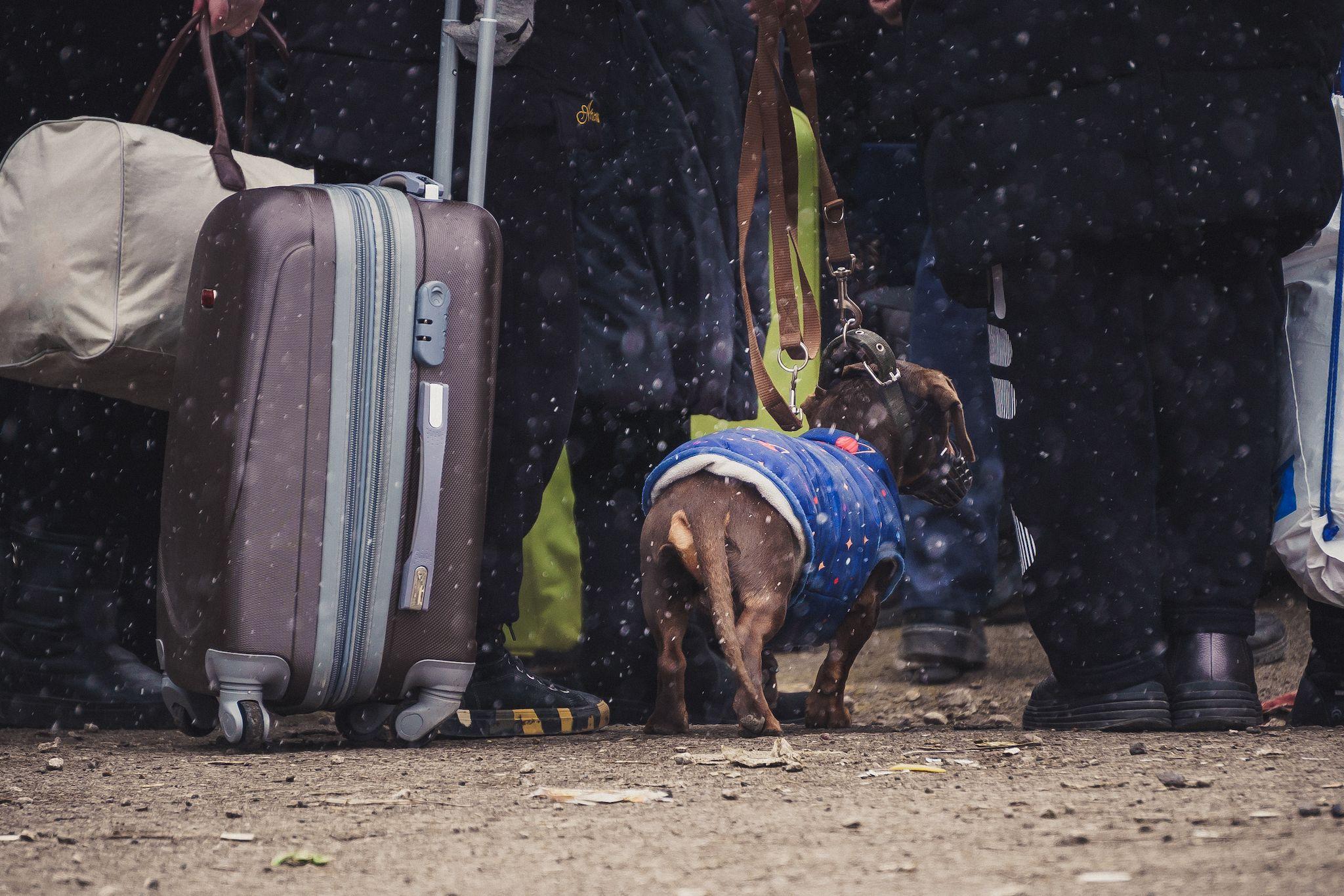 <meta charset="utf-8"> Cățel refugiat în Palanca, punct de trecere a frontierei între Ucraina și Republica Moldova, <meta charset="utf-8">martie, 2022. Foto: Ioana Epure