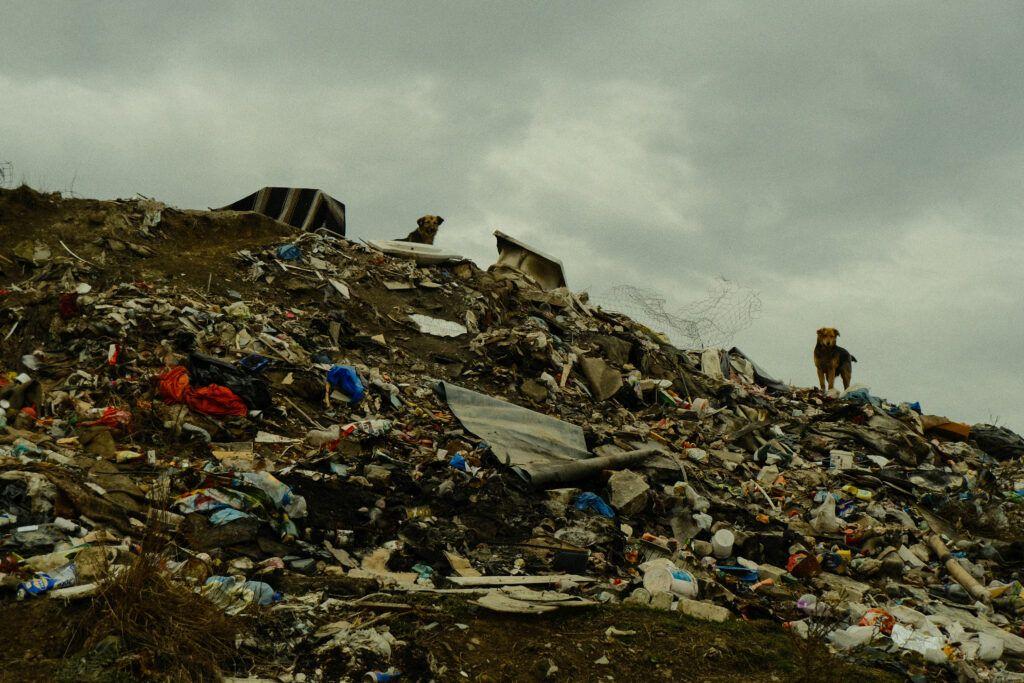 Foto: Vlăduț Bîlea