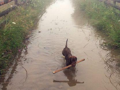 Câini. Oameni și câini