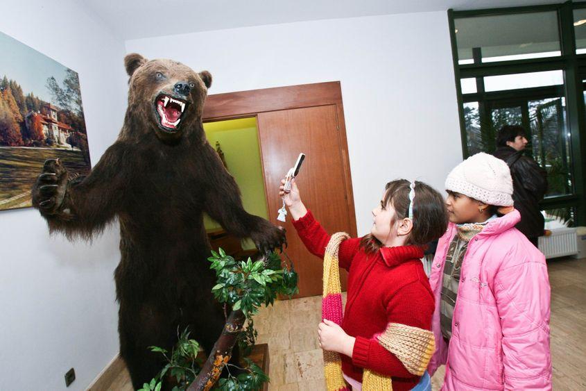 Urs brun împăiat, expus la Muzeul Cinegetic Posada